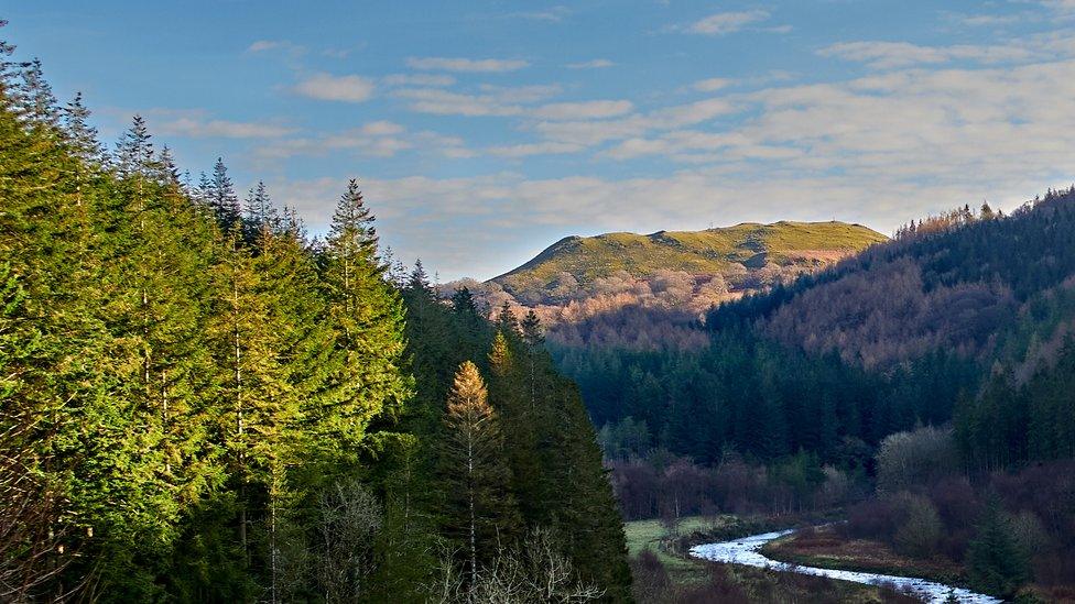 fir trees in the Hafod estate