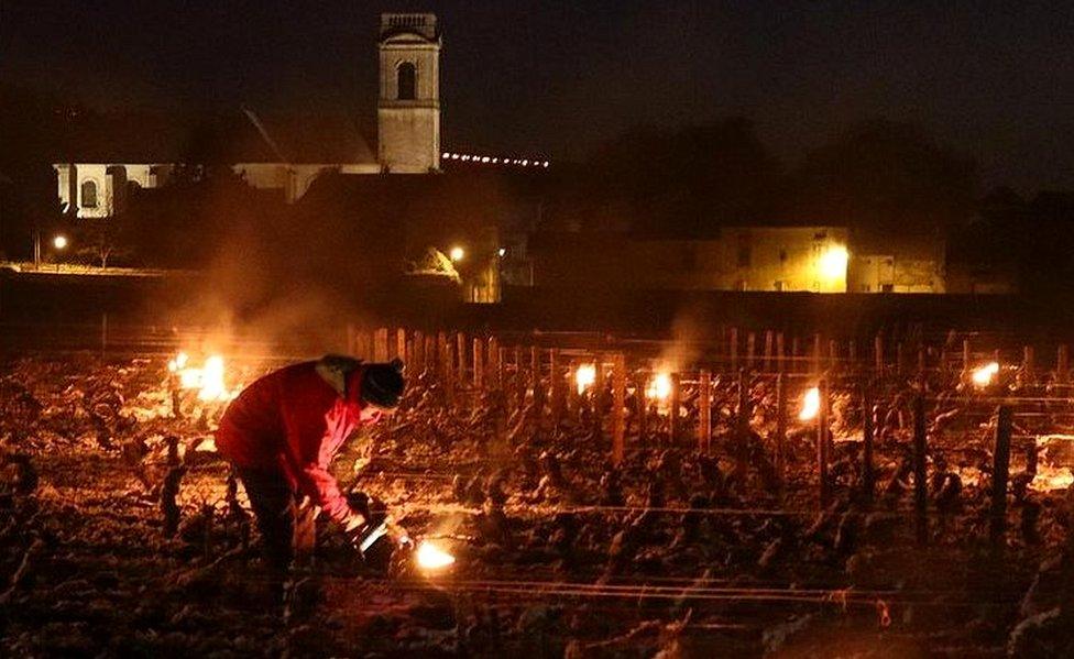 The Chardonnay crop at this Burgundy vineyard has been worst hit by three nights of sub-zero temperatures