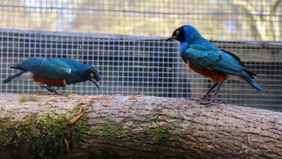 Superb starlings