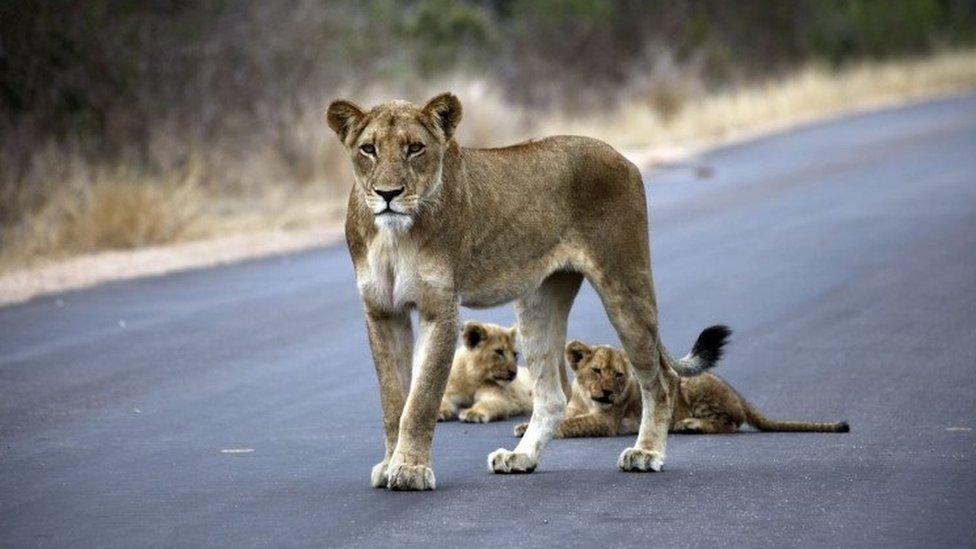 Lioness and cubs in Kruger National Park