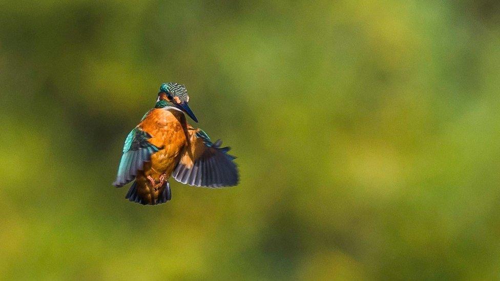 Kingfisher in flight