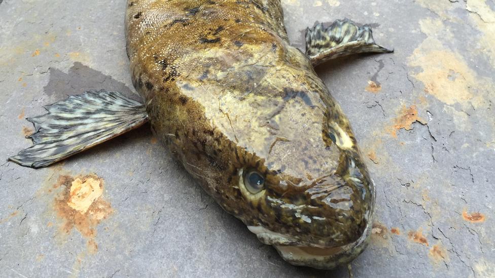 Burbot on a slab