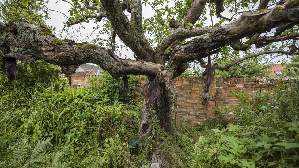 Original Bramley apple