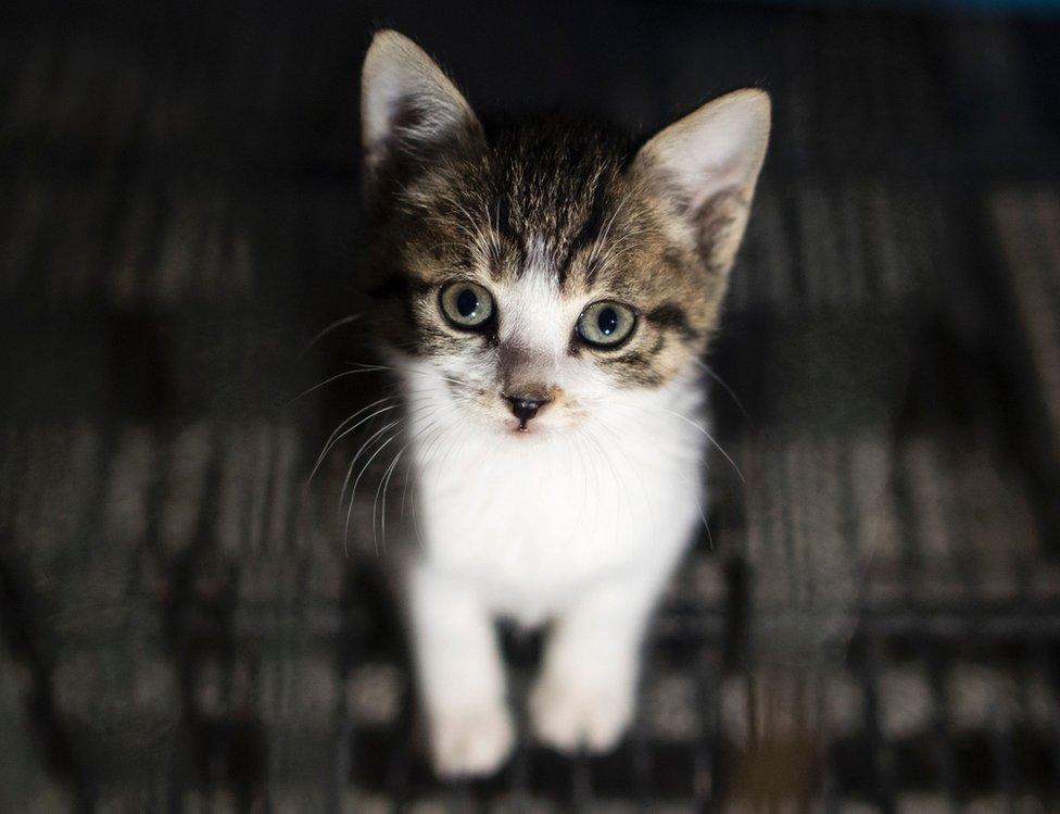 A kitten sits in his enclosure at a Buddhist temple in the suburbs of Shanghai on December 3, 2015.