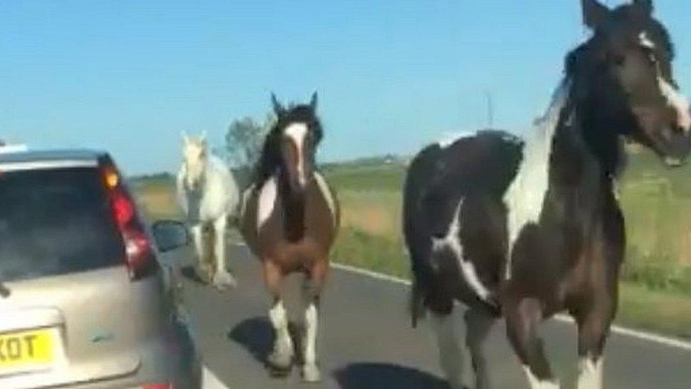 Horses on A47