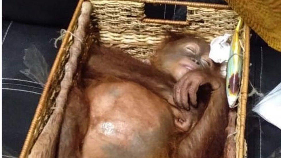 A young orangutan seized while being smuggled through Denpasar airport in Bali, 23 March 2019