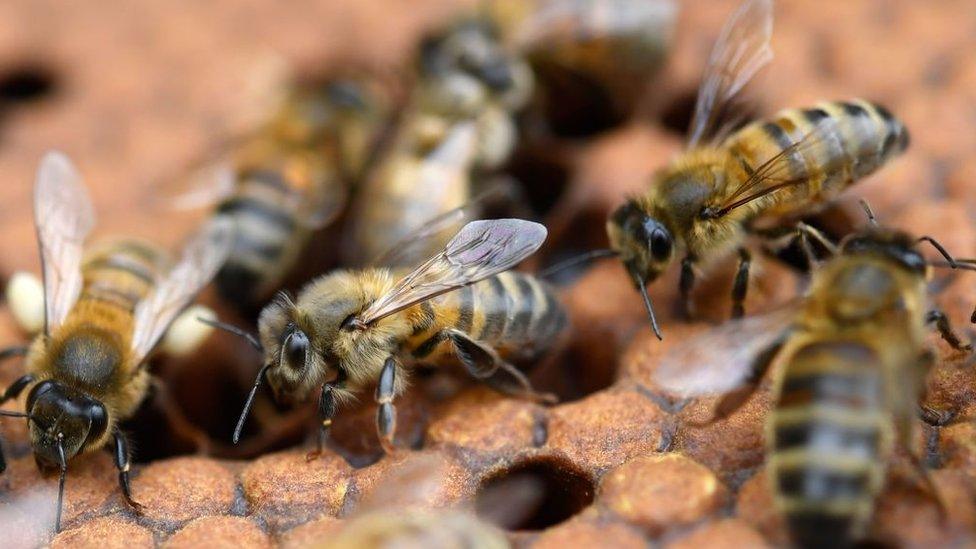 bee-beard.