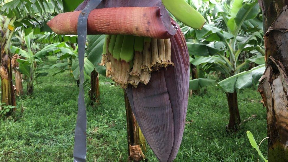 Banana flower