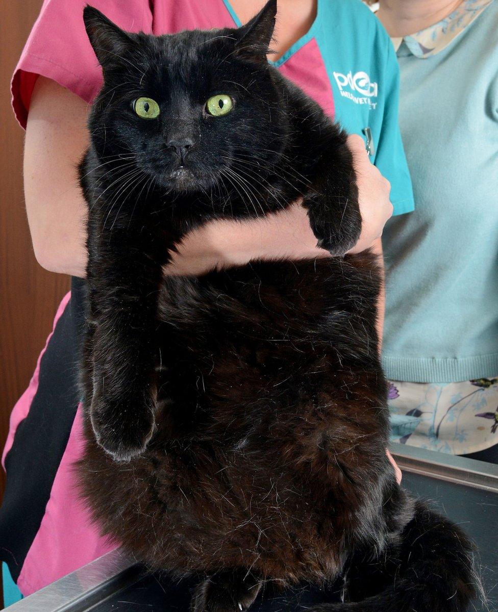 Fat cat Ruby lost 1.4kg