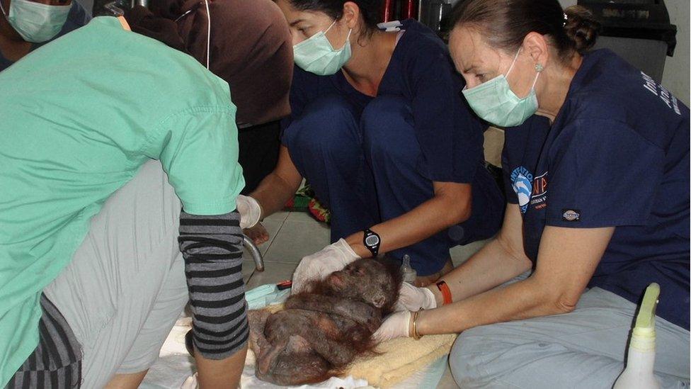 The orangutan receiving medical attention