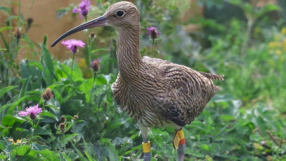 Curlew