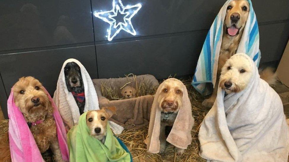 Dog nativity