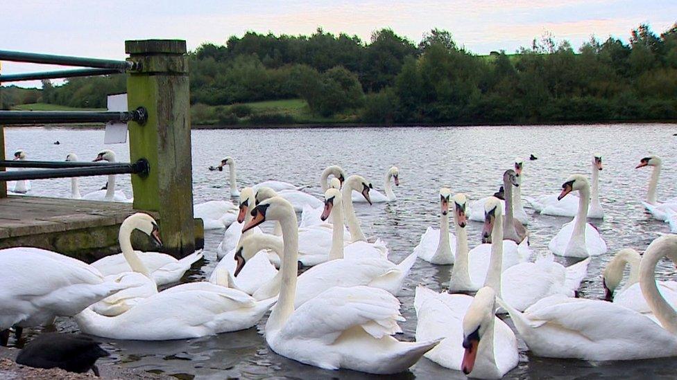 Swans at the park