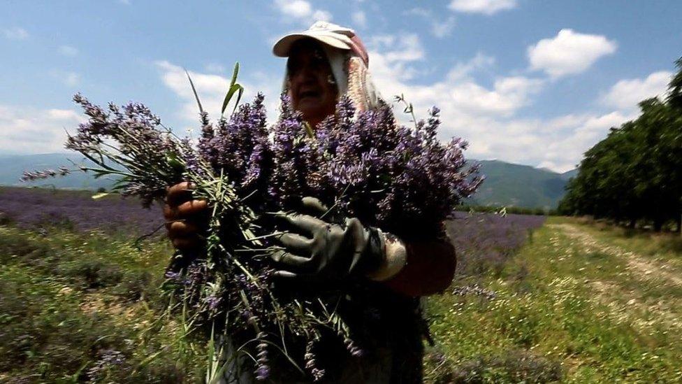 Bulgarian lavender
