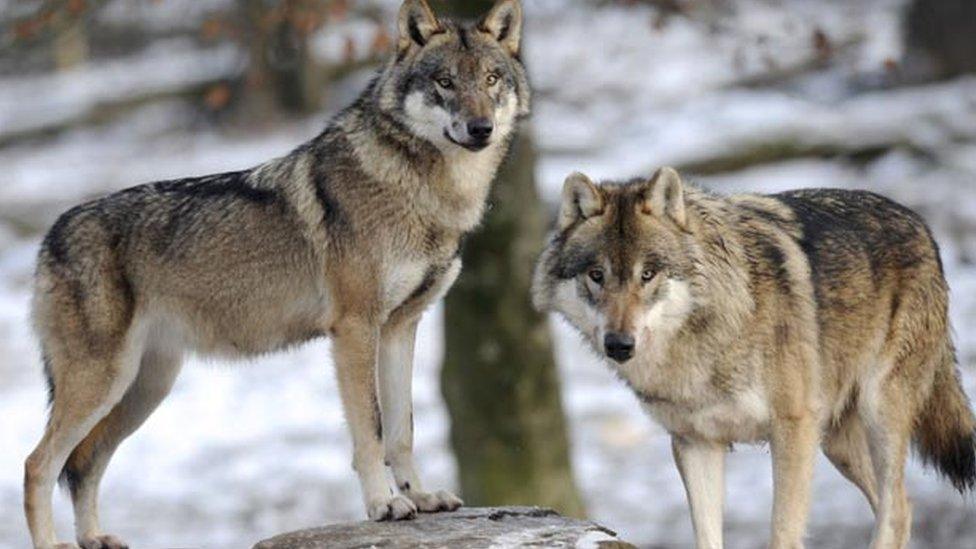 European grey wolf