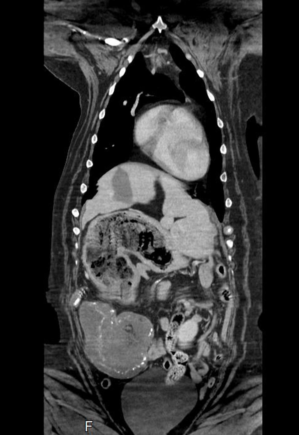 CT scan of dog