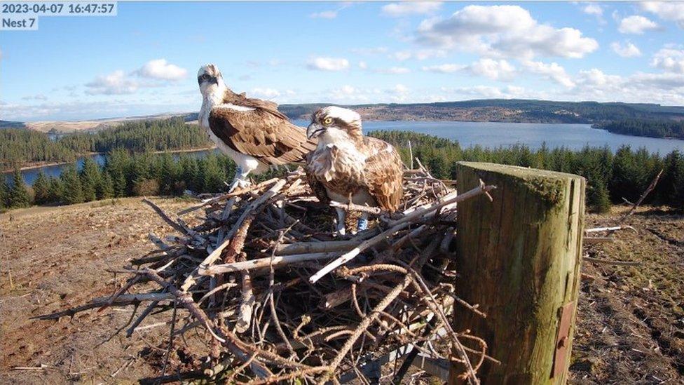 Breeding pair of ospreys