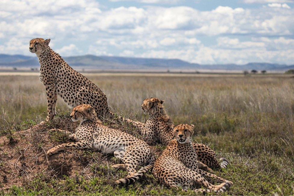 Cheetah family