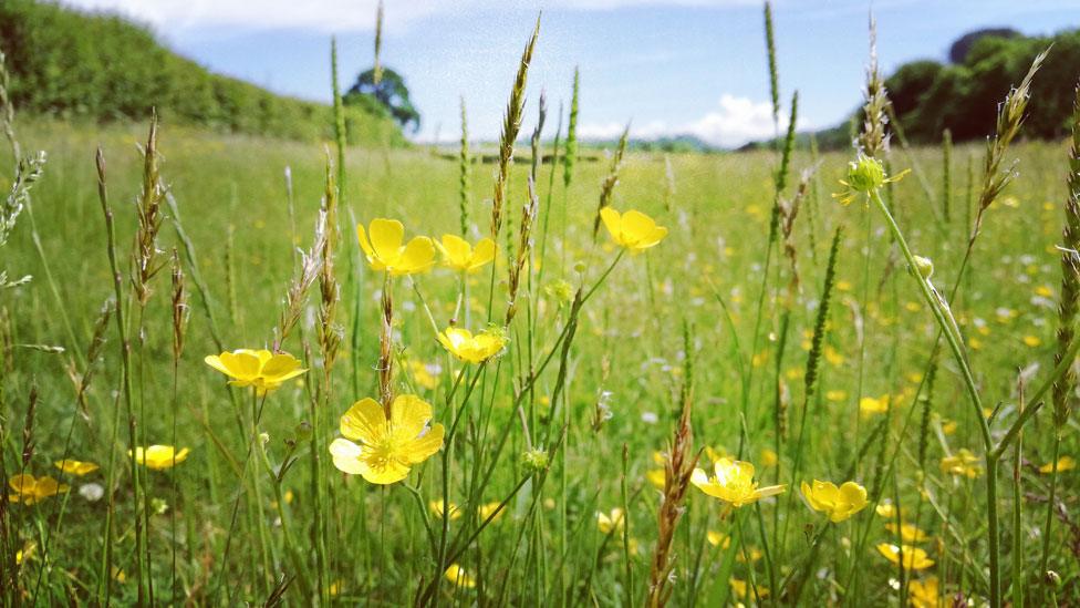 Buttercups