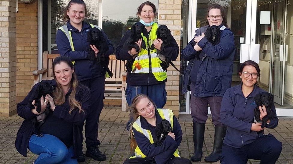 Puppies with RSPCA staff