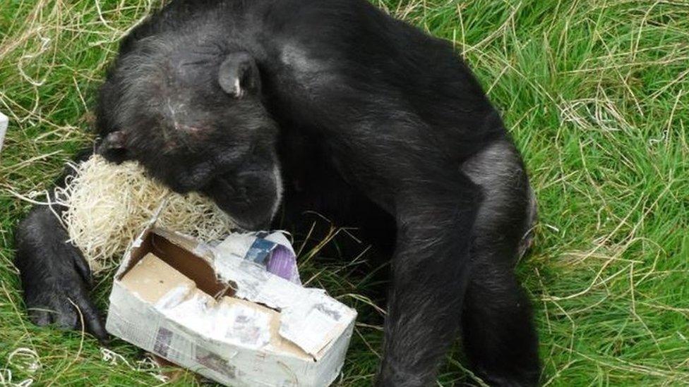 Nickel the chimpanzee opens his presents