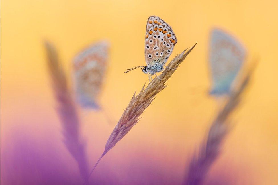 Common blue butterflies (Polyommatus icarus) Vealand Farm, Devon, England