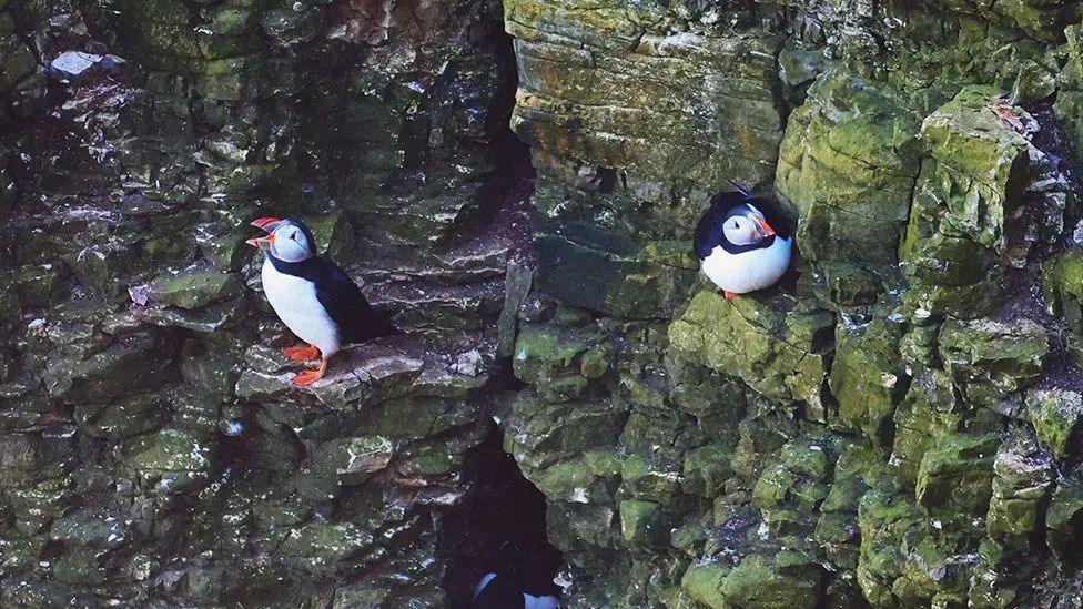 Two puffins on a cliff