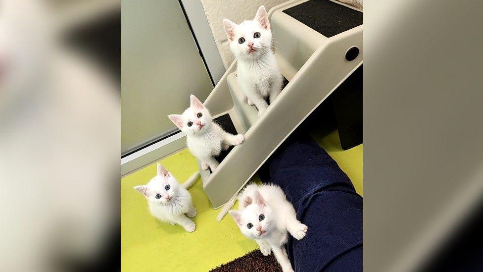 A litter of four white kittens looking directly at the camera as they stand on and around some steps at the Cotswolds Cats & Dogs Home