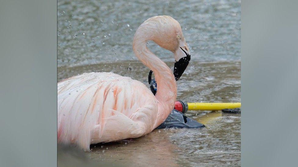 Flamingo next to a water sprinkler