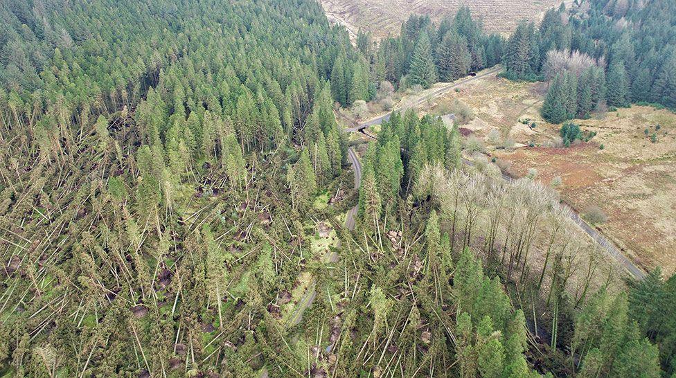 About half of the trees in the photograph are flattened. 