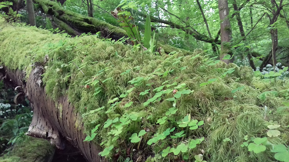 Bright green moss and clovers covering the top half of a fallen tree trunk