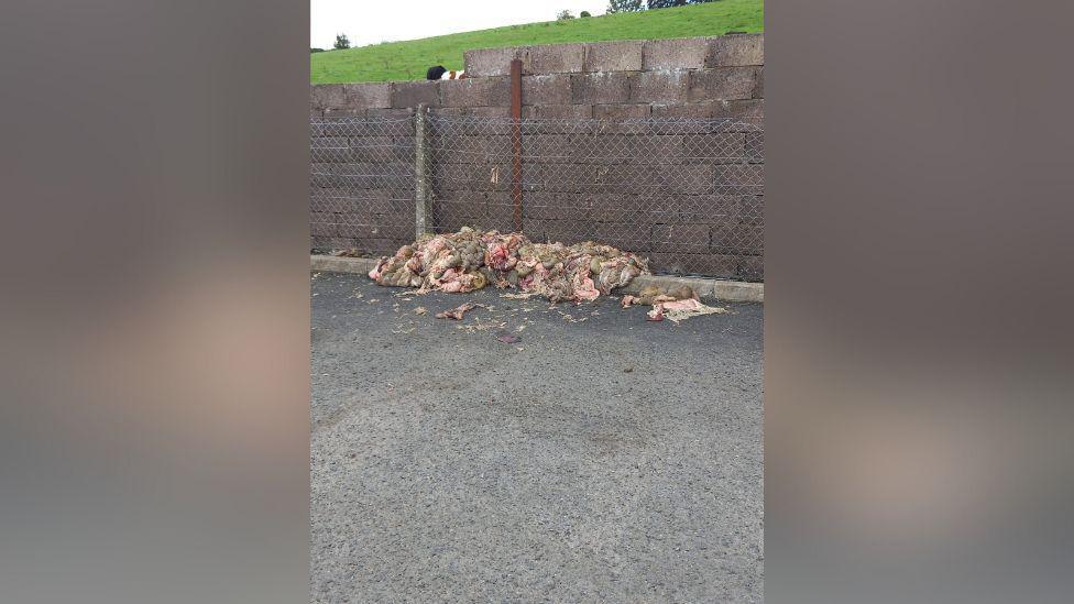 A pile of animal carcasses on a tarmac road.