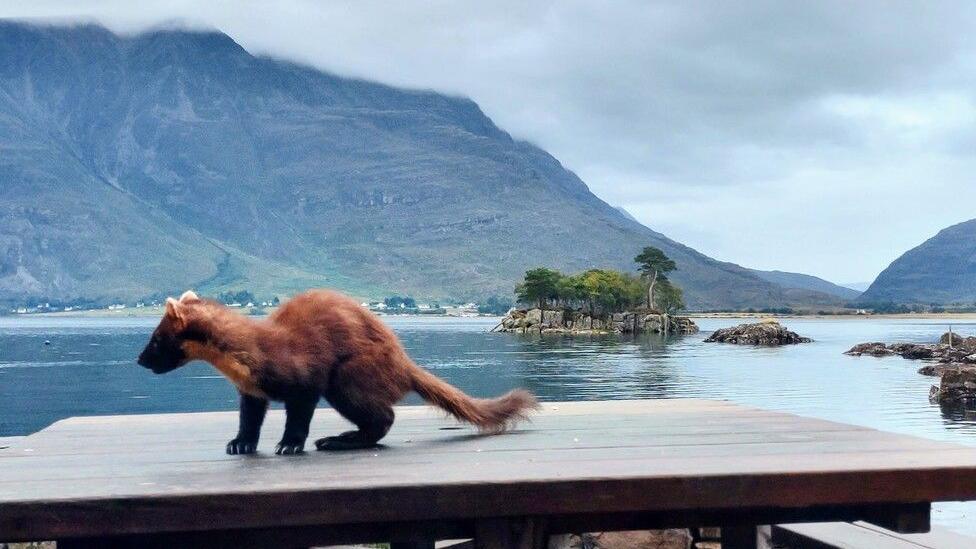 Pine martin on picnic table at Loch Torridon