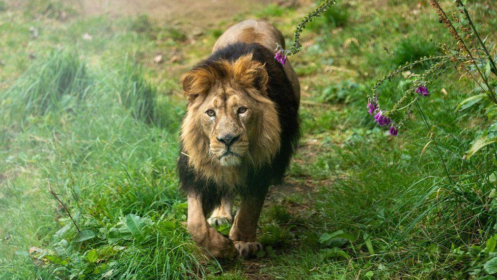 Asiatic lion, Jayendra is walking towards the camera. He is walking on grass.