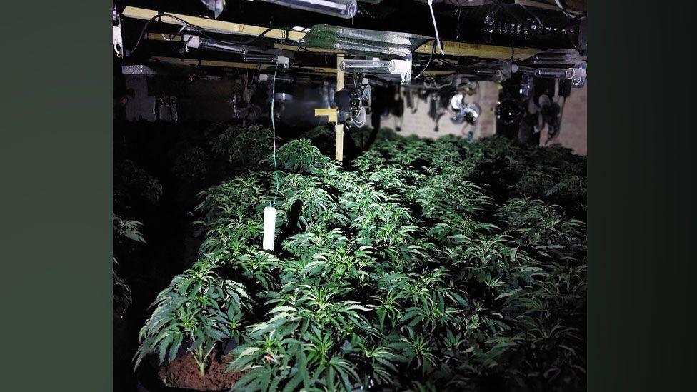 A room packed with rows of green cannabis plants underneath rows of lights