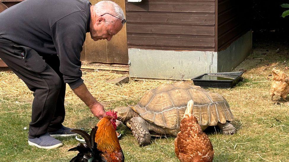 Roy Marriott wearing a dark sweatshirt and black trousers bending over to feed a large sculta tortoise with two hen in the foreground