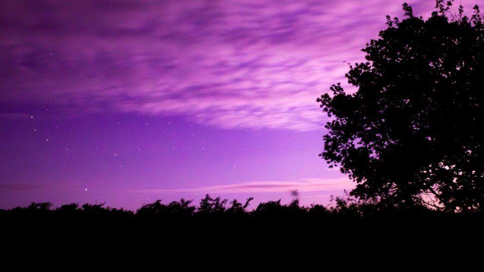 Stars create dots across a vivid purple sky with trees and hedge line in silhouette