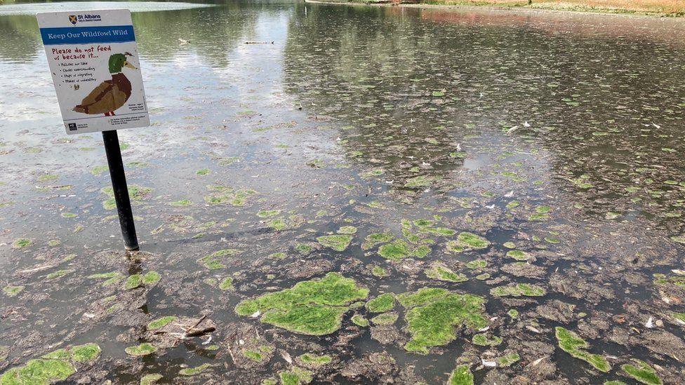 Verulamium lake. A sign saying "please do not feed the ducks" sticks out of the water on a pole. There are countless clumps of green algae on the lake's surface.