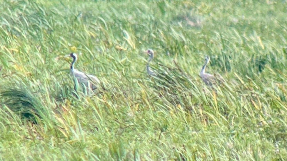 A long-distance photograph of a pair of adult cranes in long green grass, along with their crane chick.