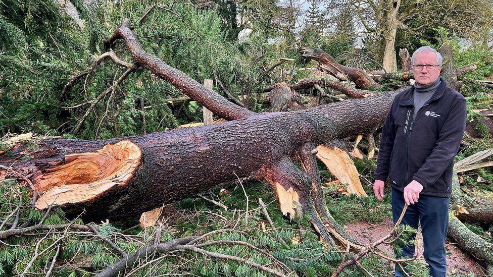 Fallen tree