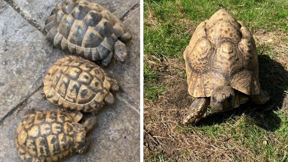 Two pictures of tortoises side by side. On the left there are three brown tortoises on pavement slabs. On the right is one larger tortoise walking towards the camera.
