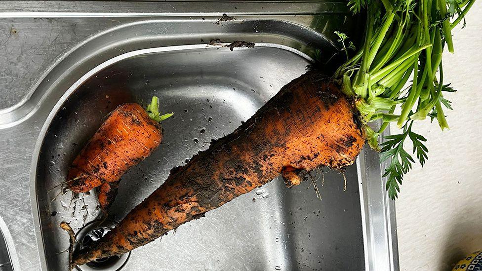 The giant carrot in the sink, still covered in soil, next to a smaller, stumpy carrot.