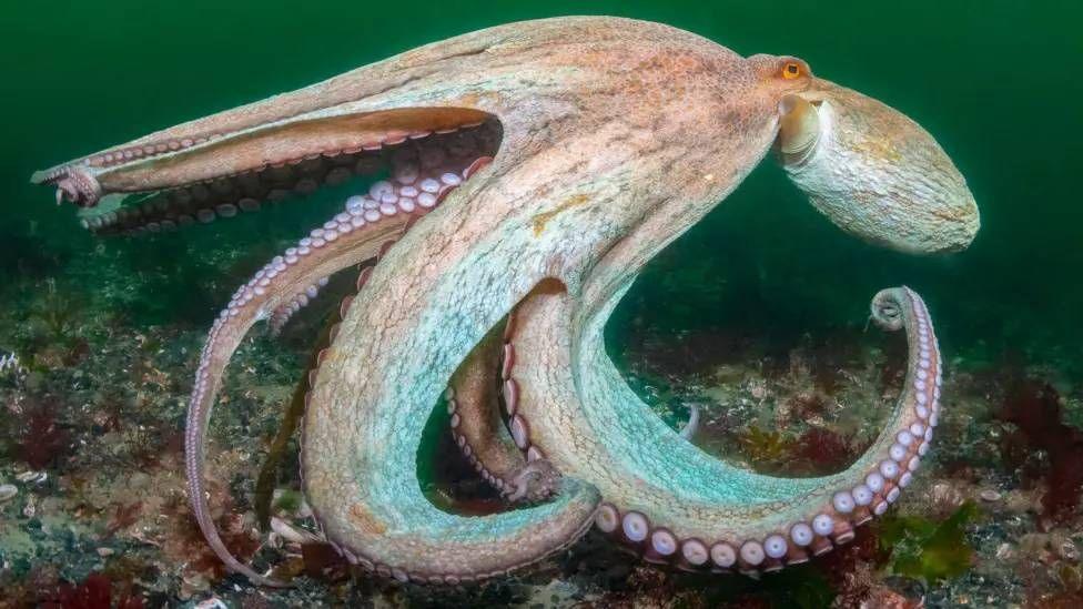 The image shows an octopus underwater on the seabed, with several tentacles spread out and curled around its body. The octopus is pale grey-brown in colour, with visible suction cups lining the underside of its tentacles, and is surrounded by rocks, seaweed and other marine growth in green-tinted water.