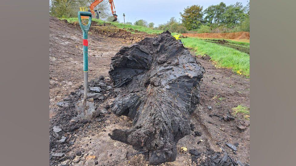 An ancient bog oak tree trunk resting on its side in mud. It is a deep black colour. A spade with a light blue/green handle is in pushed into the mud to its left. Behind it can be seen grass and in the distance trees and an orange digger. 