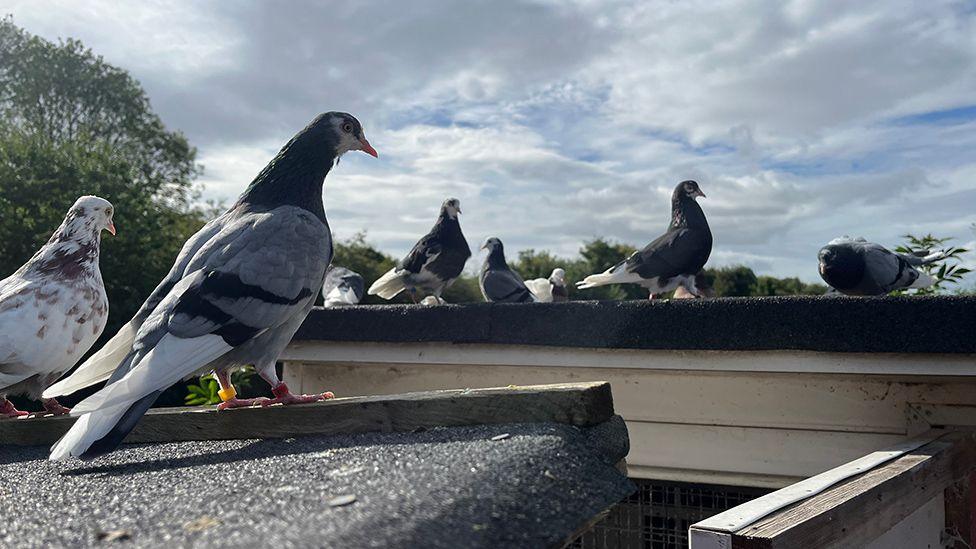 Pigeons, sitting on the roof of the pigeon lofts, which are wooden and covered with tarmac sheeting, with sky and trees in the background.