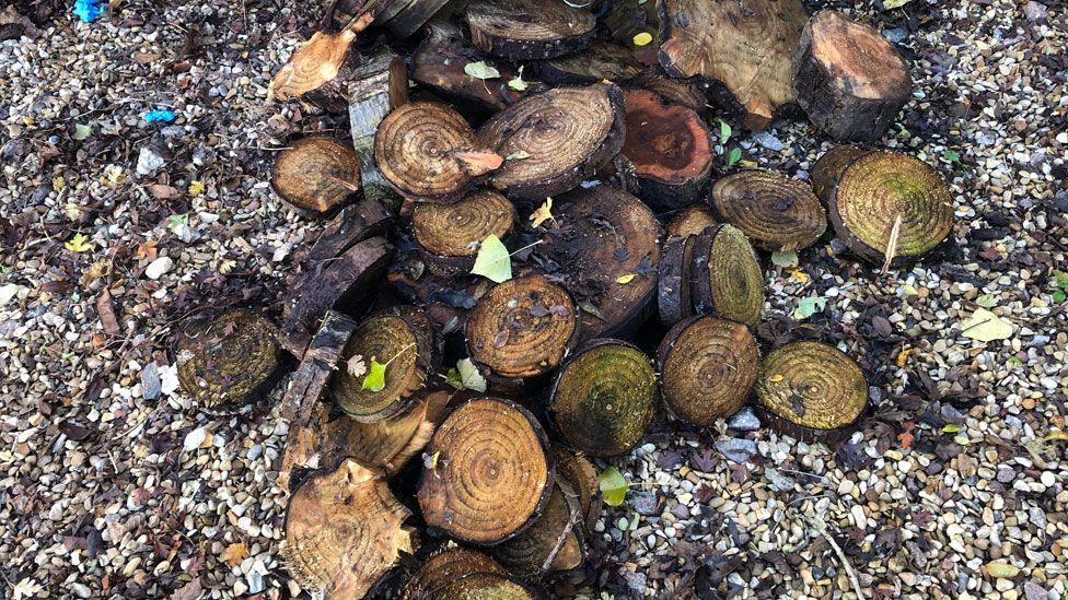 A pile of wet-looking tree trunk slices. They are in various shades of green, yellow and orange, making their rings look darker