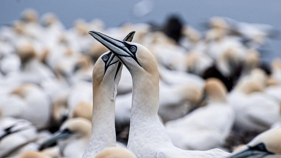 Two gannets touching beaks with their long necks extended. Lots of blurred gannets in the background.