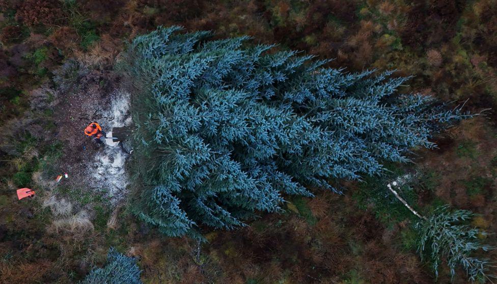 A mighty spruce is felled by forestry workers in Northumberland's Kielder Forest