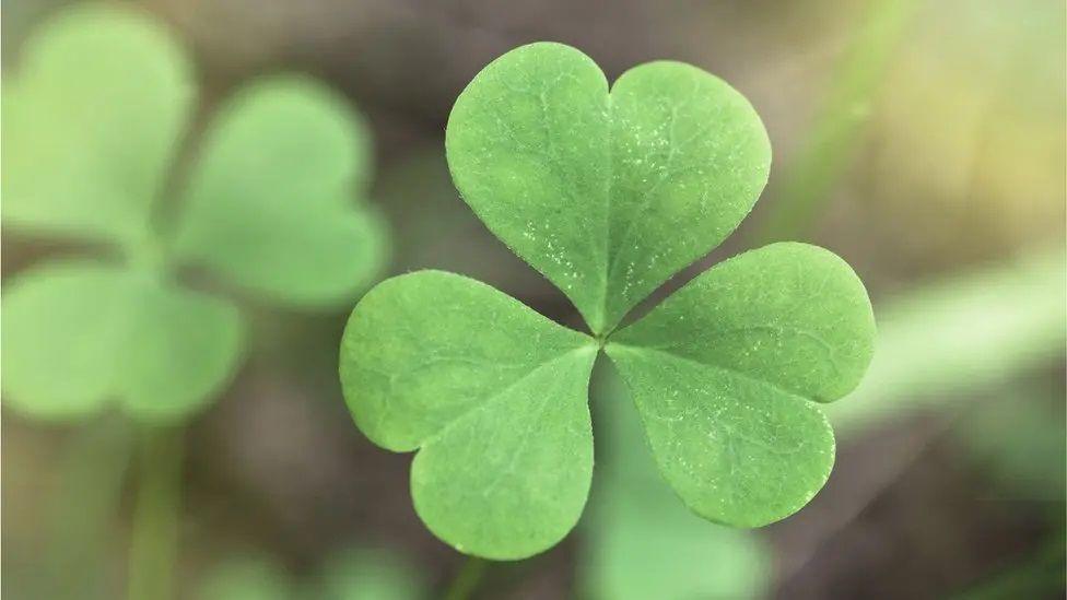 A shamrock, a symbol of St Patrick's Day and Ireland. 