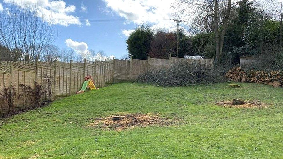 The garden area where the trees were felled showing the stumps